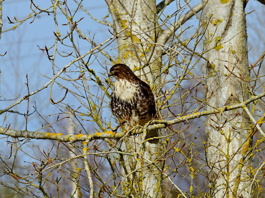 Coopers Hawk On A Branch Photograph