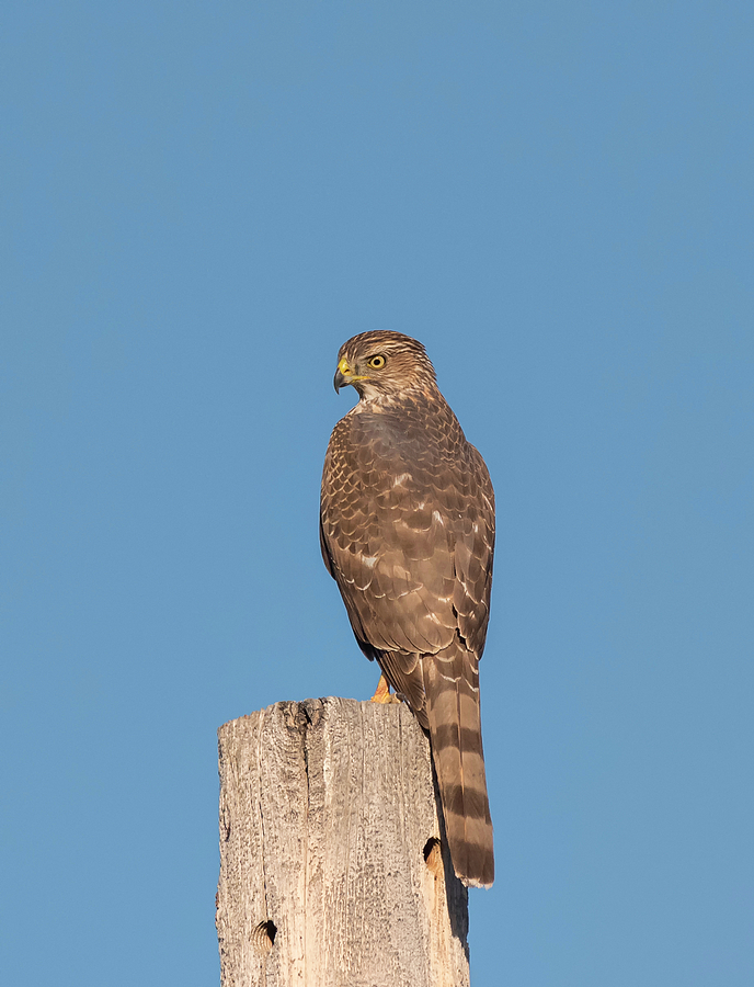 Coopers Hawk on a Pole Photograph by Loree Johnson