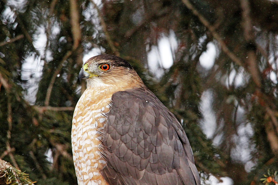 Coopers Hawk On Snowy Day Photograph by Debbie Oppermann