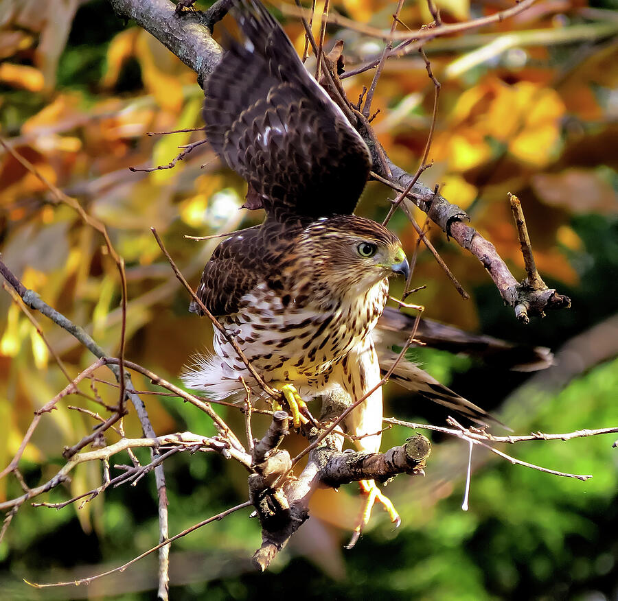 Coopers Hawk on the Hunt Photograph by Linda Stern
