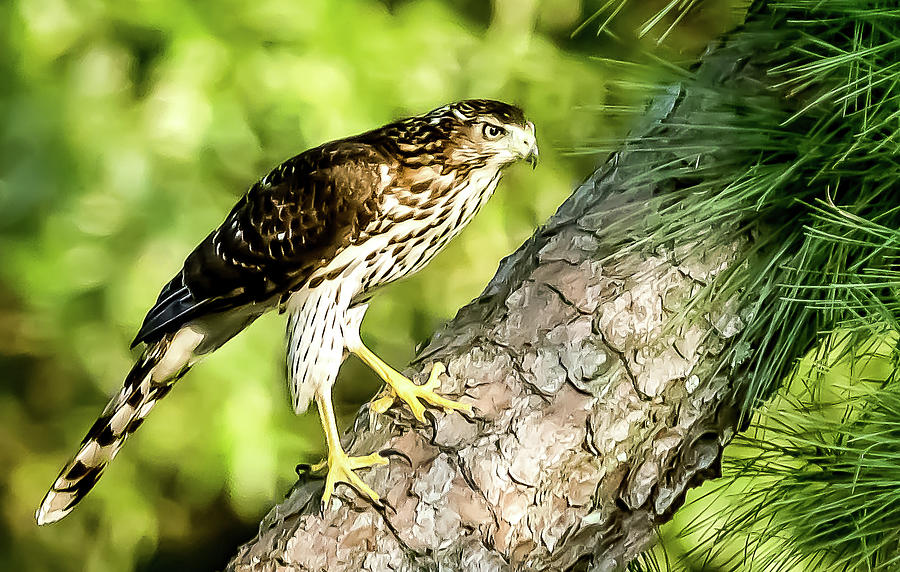 Coopers Hawk on the prowl Digital Art by Ed Stines