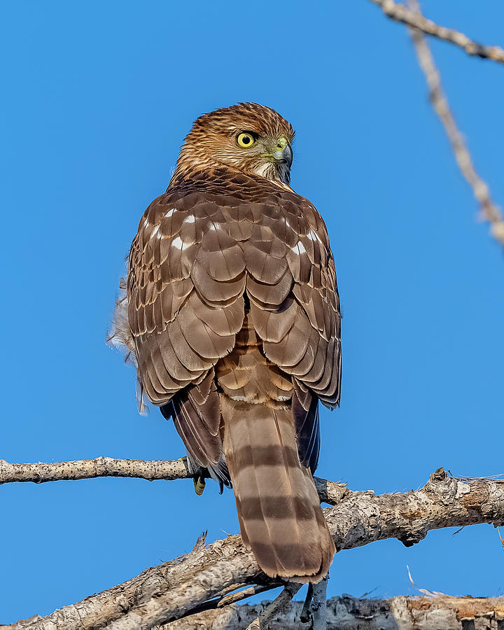 Coopers Hawk Perched #2 Photograph by Morris Finkelstein - Fine Art America