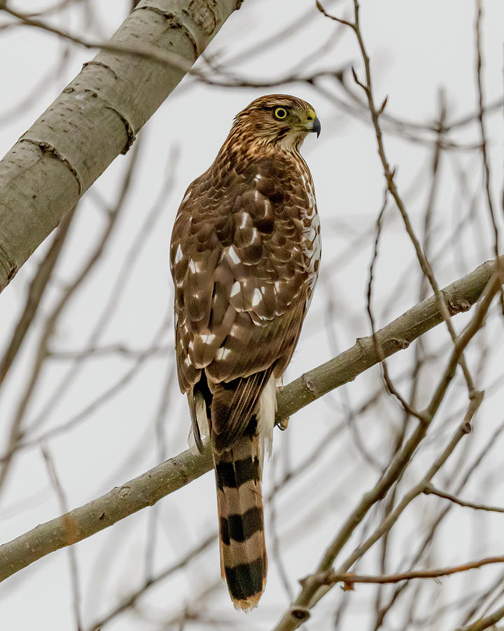 Hawk Photograph - Coopers Hawk Perched #6 by Morris Finkelstein