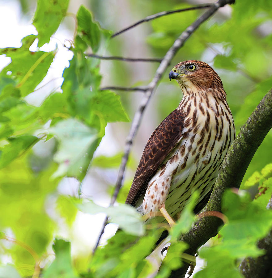 Cooper's Hawk Perched in a Tree Photograph by Deborah Lambesis - Fine ...