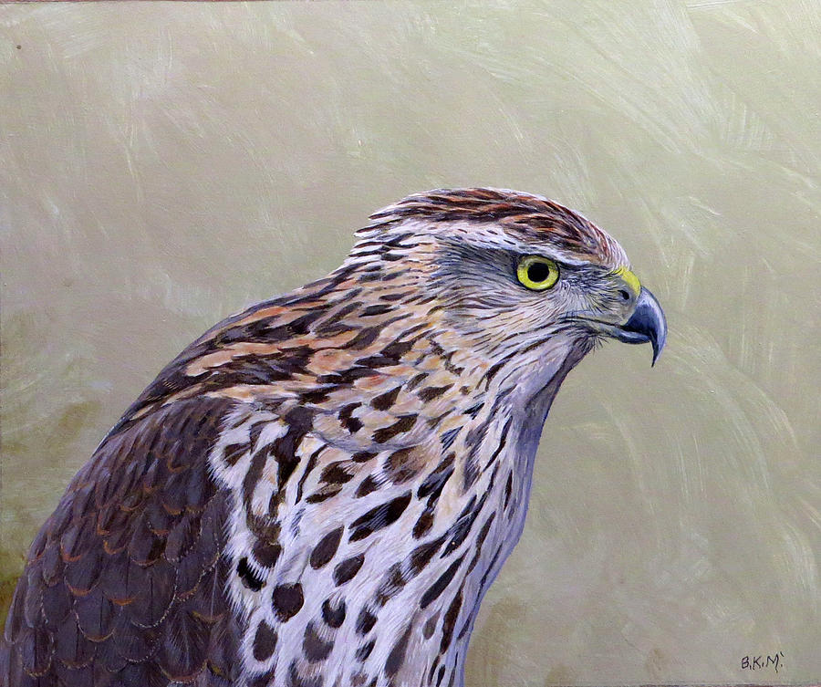 Coopers Hawk Portrait Painting by Barry Kent MacKay