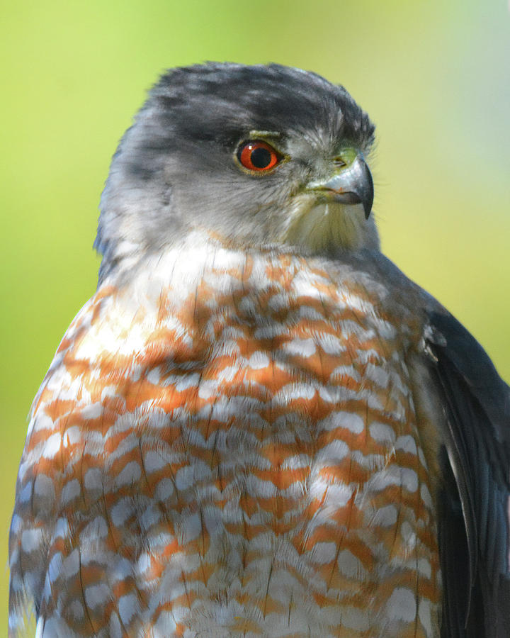 Coopers Hawk Portrait Photograph by Jerry Griffin