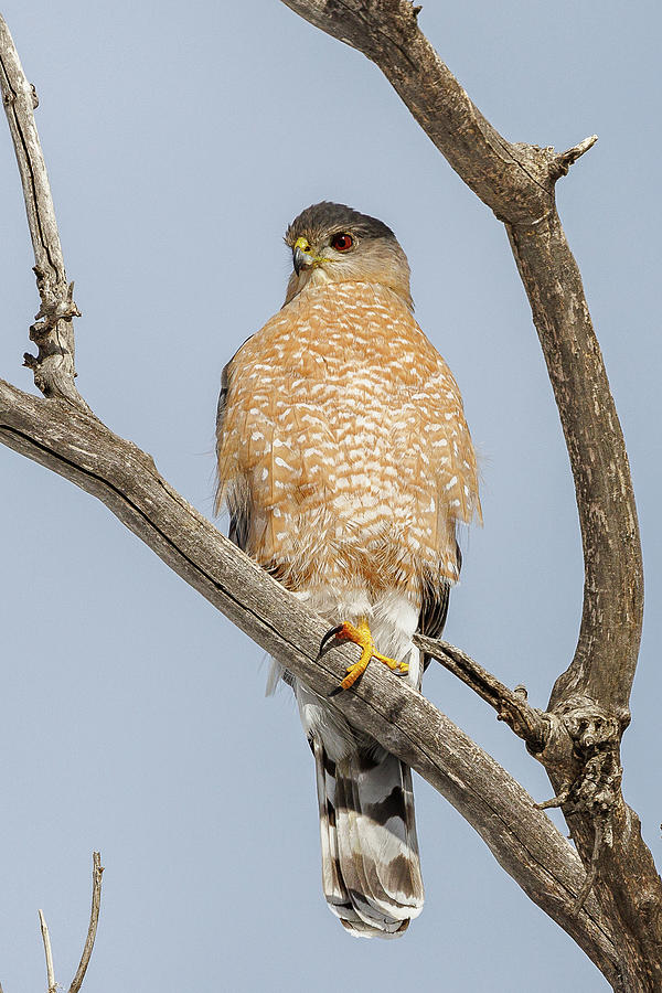 Cooper's Hawk Poses For A Portrait Photograph By Tony Hake - Fine Art 