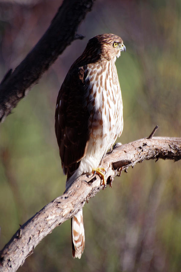 Cooper's Hawk Profile Photograph by Douglas Taylor - Pixels