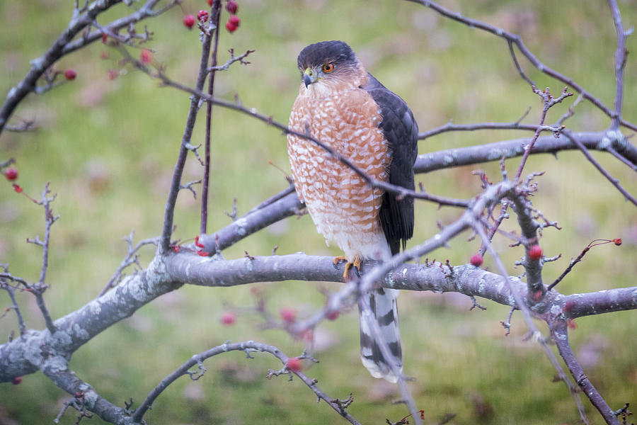 Bird Photograph - Coopers Hawk by Ricky L Jones