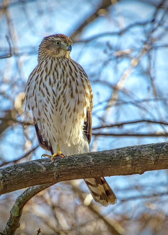 Coopers Hawk Photograph by Ron Grafe