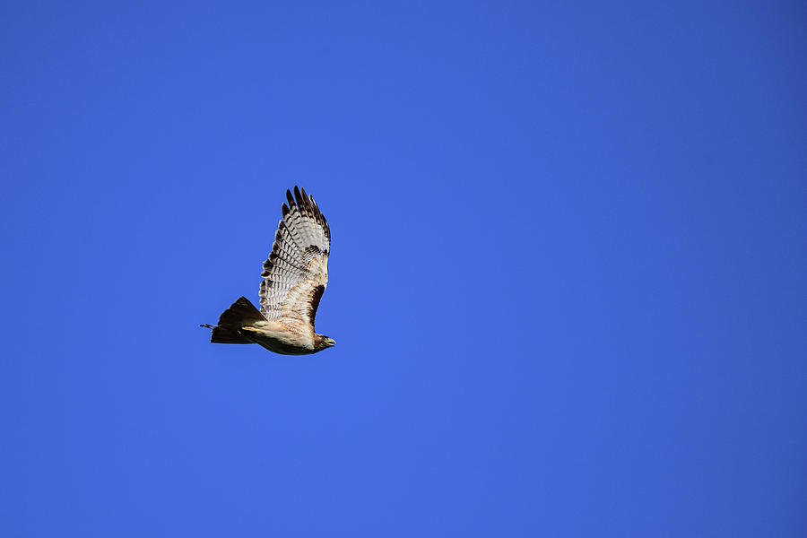 Coopers Hawk Screeching - San Luis NWR Photograph by Amazing Action Photo Video