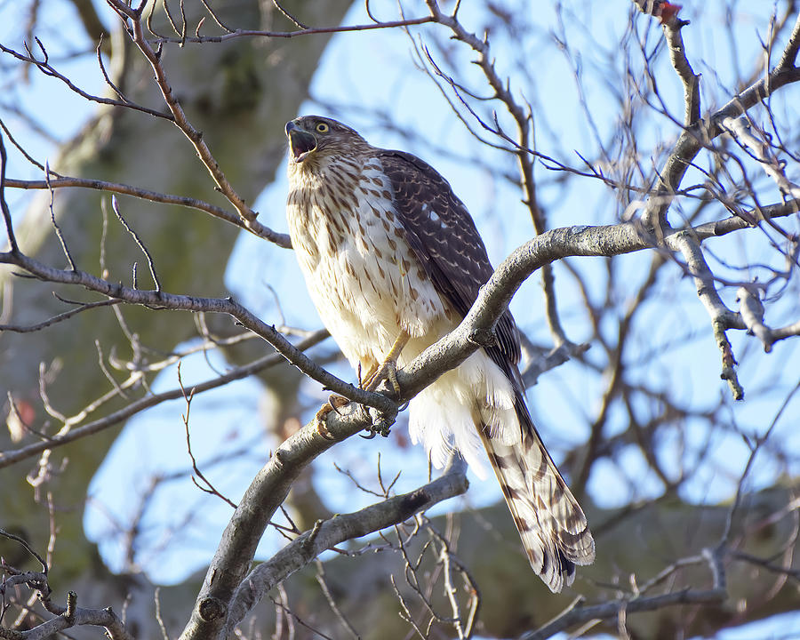 Coopers Hawk Squawking Photograph by Deborah Ritch