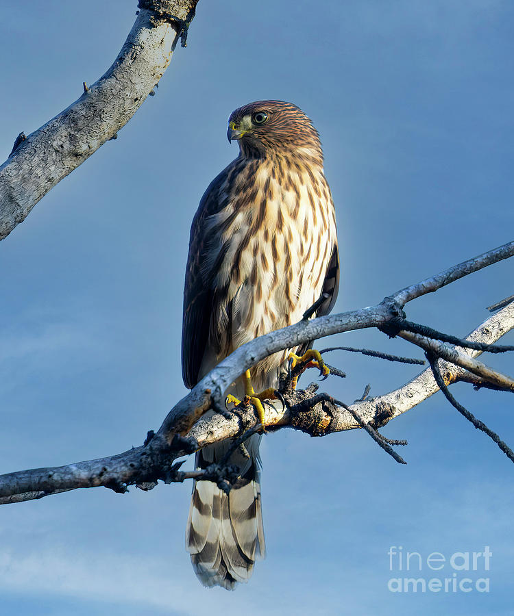 Coopers Hawk Photograph by Steven Krull