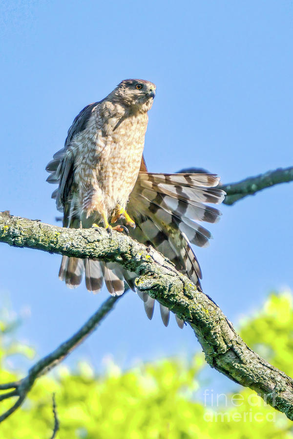 Coopers Hawk Stretching Photograph by Charline Xia