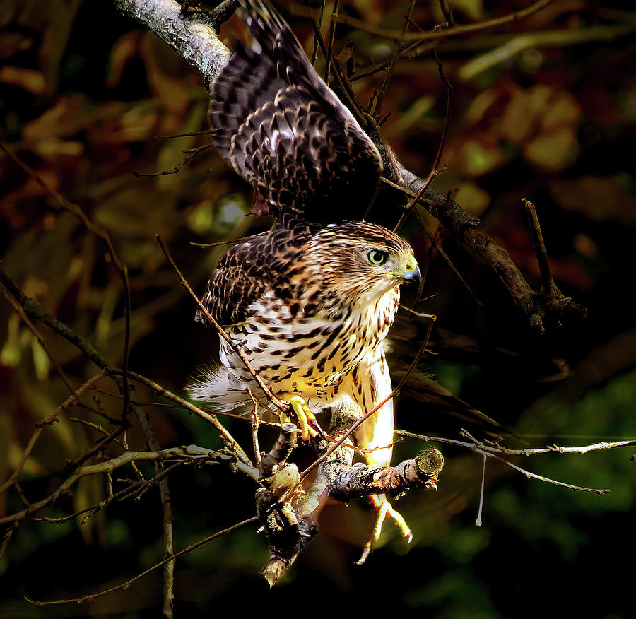 Coopers Hawk Stretching Photograph by Linda Stern