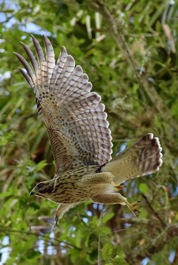 Cooper's Hawk Takes Flight 1 Photograph by Brian Millard - Fine Art America