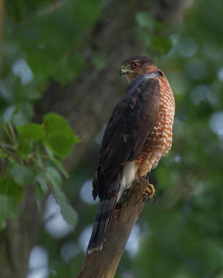 Coopers Hawk Photograph by Timothy McIntyre