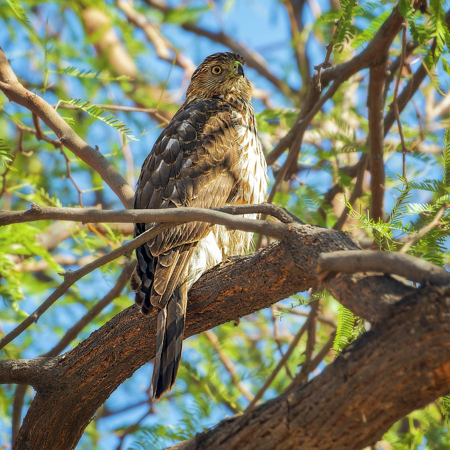 Coopers Hawk V24281 Photograph