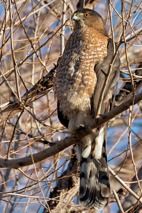 Coopers Hawk Watching Photograph by Kathleen Bishop