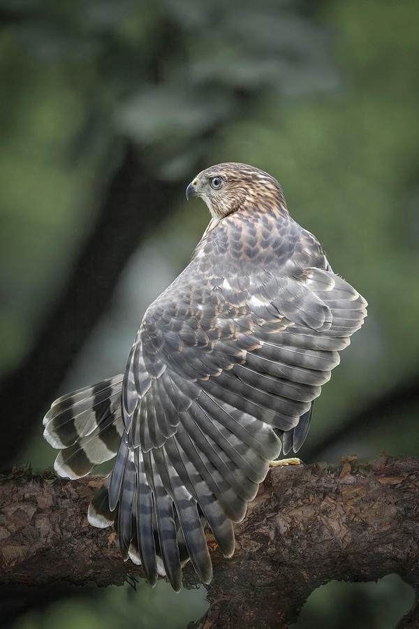 Coopers Hawk Wing Display Photograph by Patti Deters