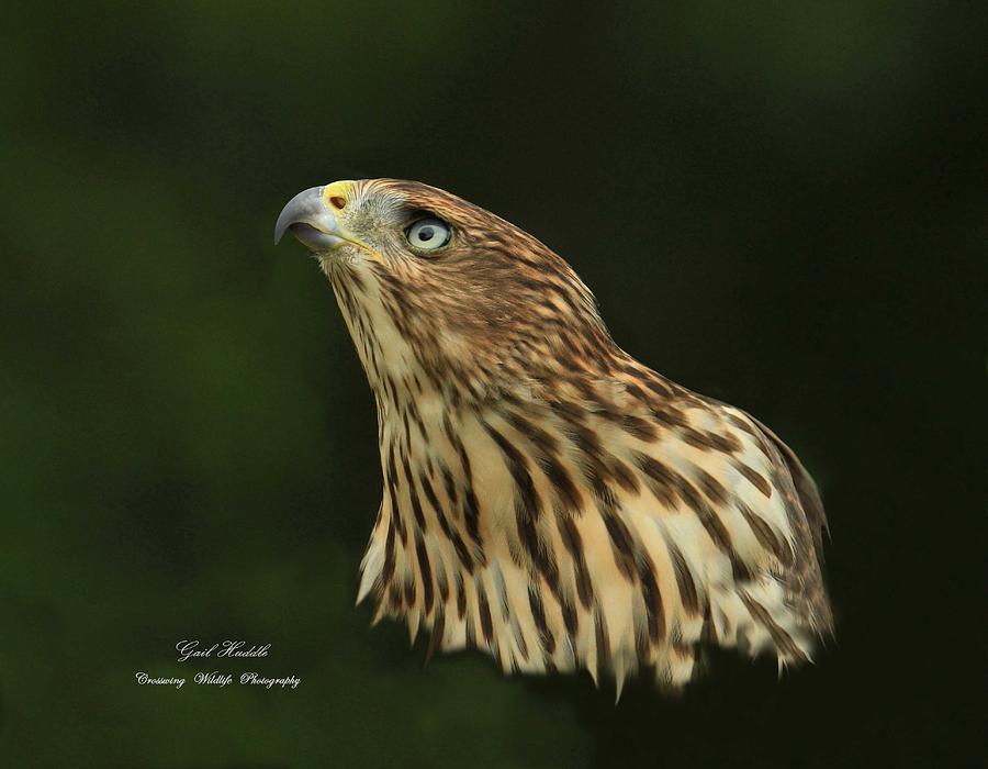 Coopers In Ernest Photograph By Gail Huddle Fine Art America