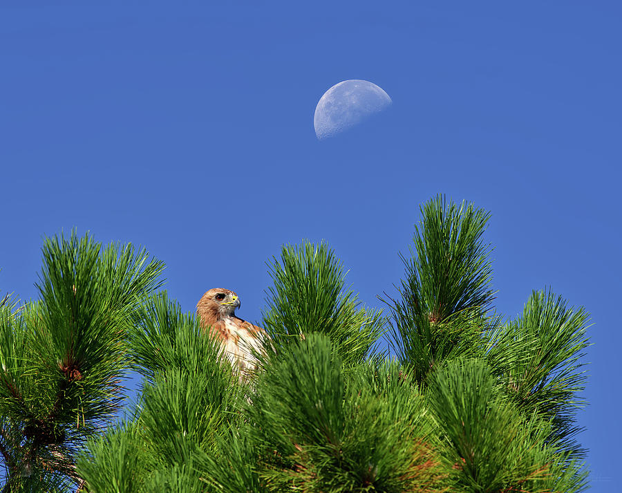Coopers Quarters - Hawk in evergreen with quarter moon above Photograph by Peter Herman
