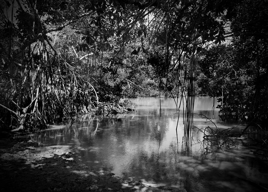 Coot Bay Pond-2- Everglades Photograph