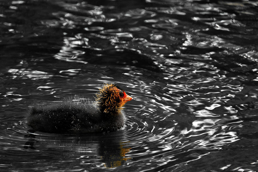 Coot chick on water Photograph by Scott Lyons