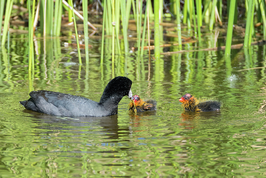 Coot Family Photograph by Loree Johnson