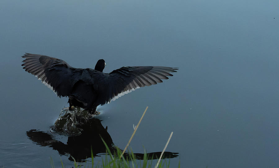 Coot Lands In Pond  Photograph by Jim Wilce