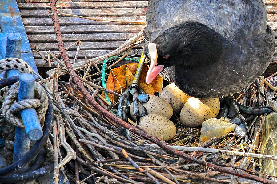 Coot nest on Lake Constance Germany Photograph by Tatiana Travelways