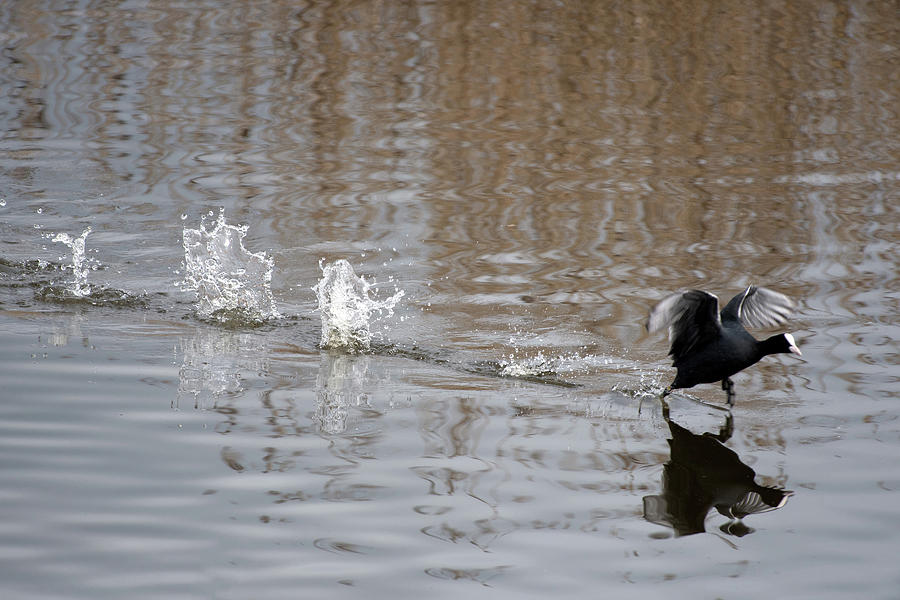 Coot Walking on Water Photograph by Chris Monks - Fine Art America