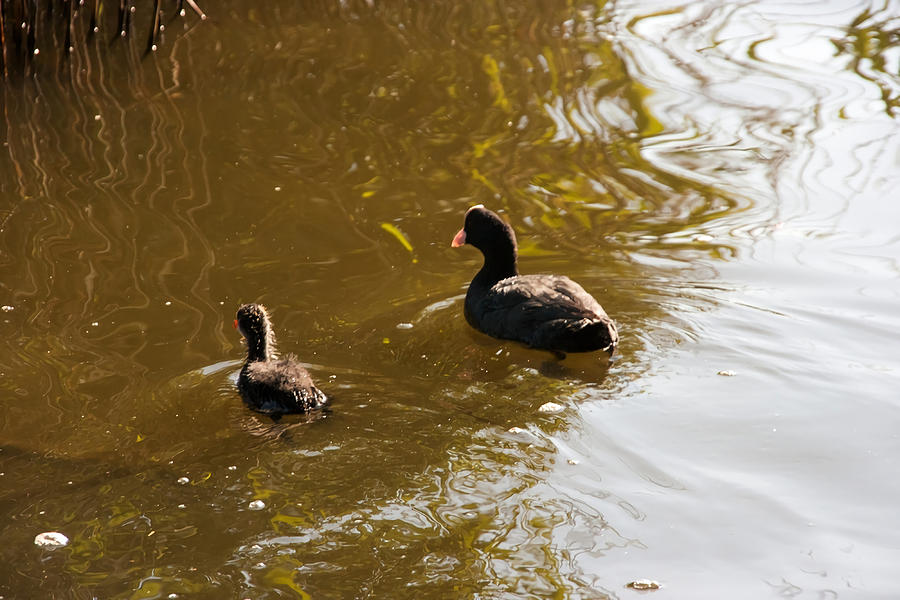 Coot with young Coot Poster Painting by Murphy Miller - Fine Art America