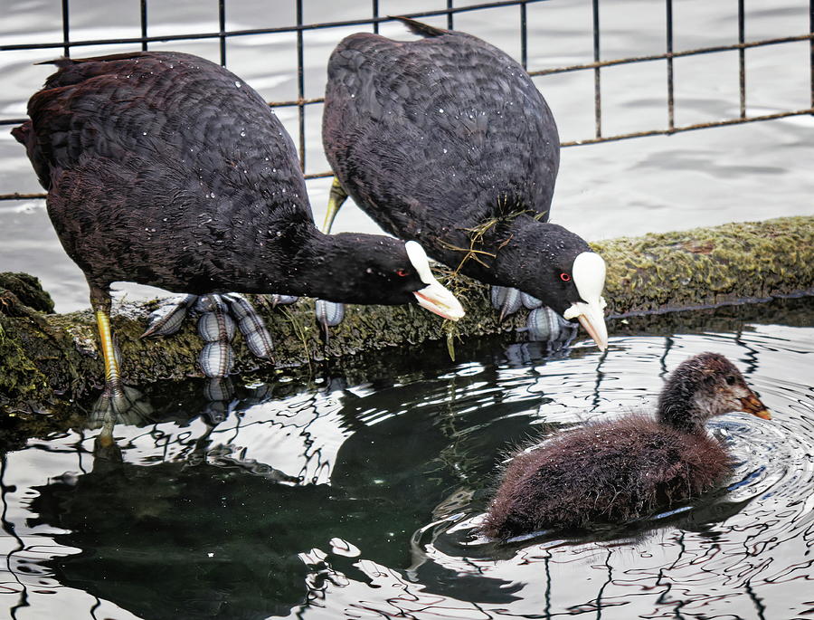 Coots And Young Photograph