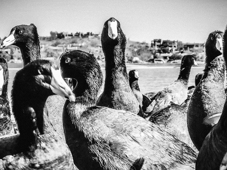Coots in Cahoots Photograph by Bonny Puckett
