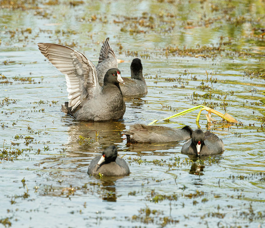 Coots with upraised wings Photograph by Fran Gallogly