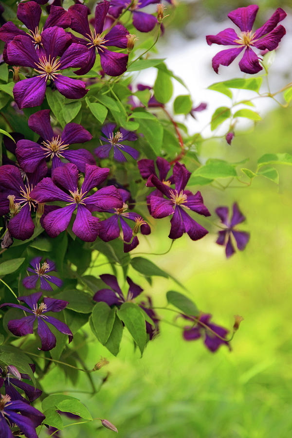 Spring Photograph - Copious Clematis by Jessica Jenney