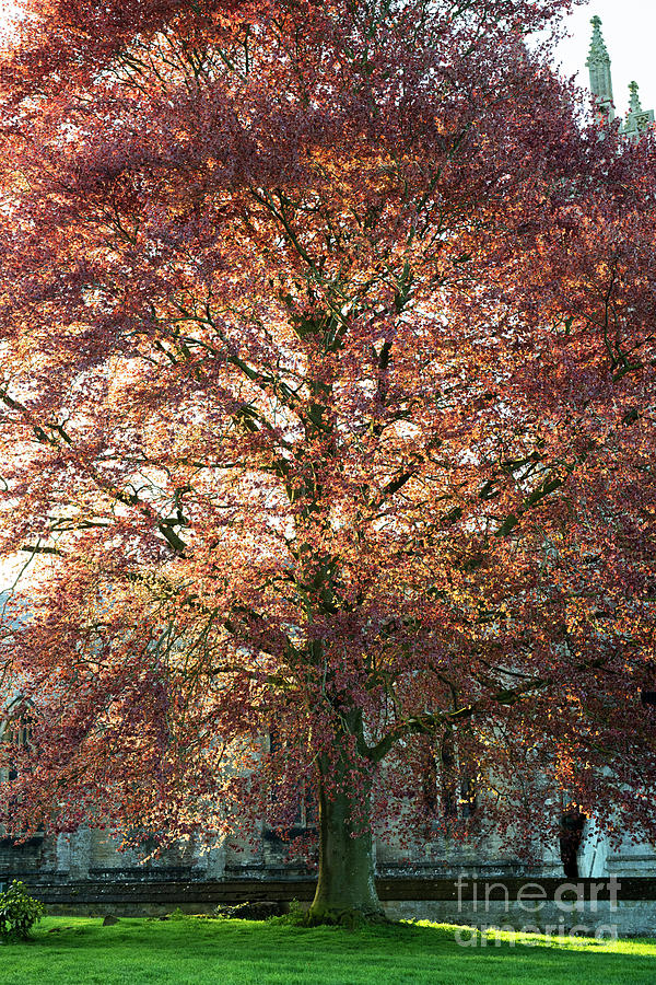 Copper Beech in the Spring Sunlight Churchill Photograph by Tim Gainey