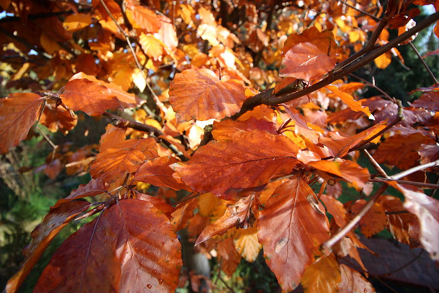 Copper beech leaves natural pattern from the environment  Painting by Tom Conway