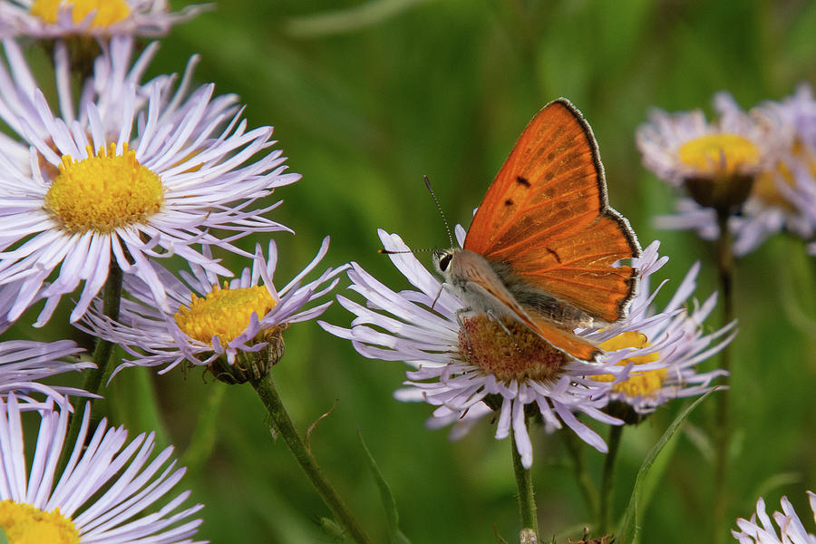 Copper Butterfly with Aster Photograph by Cascade Colors