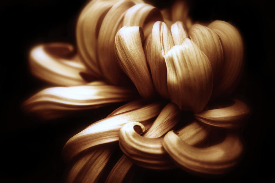 Copper Chrysanthemum Curves Photograph by Jessica Jenney