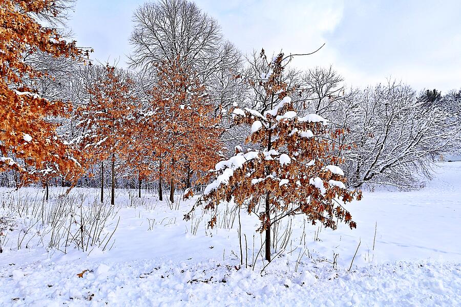 Winter Photograph - Copper-Colored Leaves on the Oak Trees in Winter by Martha Sherman