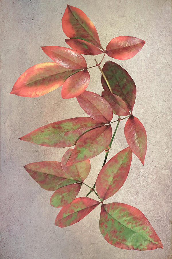 Copper Leaves Decorative Botanicals Digital Art by Debra and Dave Vanderlaan