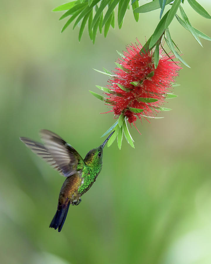 Copper rumped hummingbird Photograph by Rachel Lee Young | Fine Art America