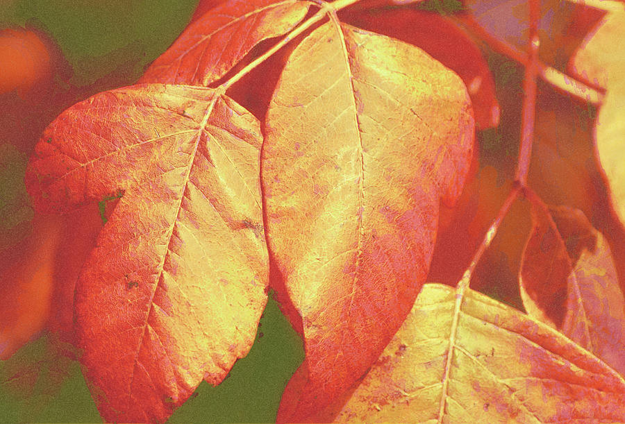 Copper Tone Leaves Of Autumn Fall Digital Art