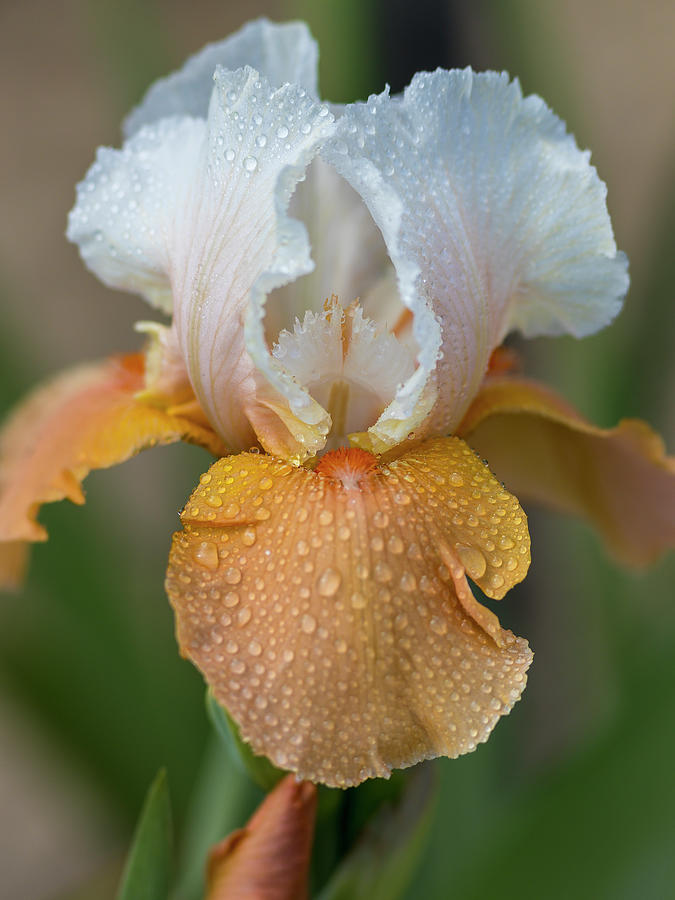 Copper-White Iris Photograph by Mark Mille