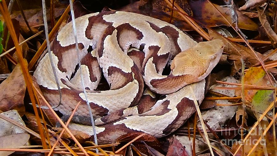 Copperhead Snake Photograph - Copperhead Camouflage by Al Powell Photography USA