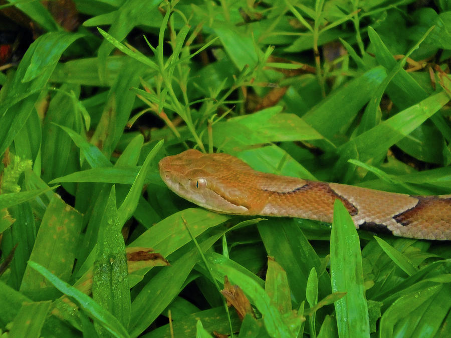 Copperhead  Photograph by Carl Moore