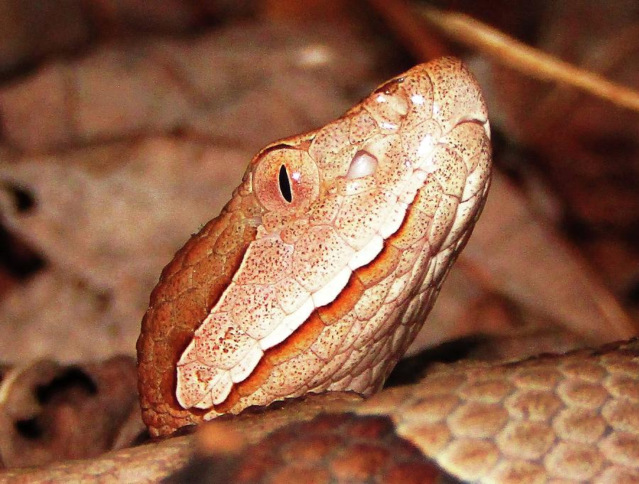 Copperhead Close Up Photograph by Wondering Eye | Fine Art America