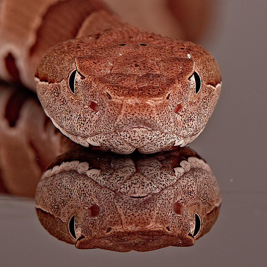 Copperhead face Photograph by Don Champlin - Pixels